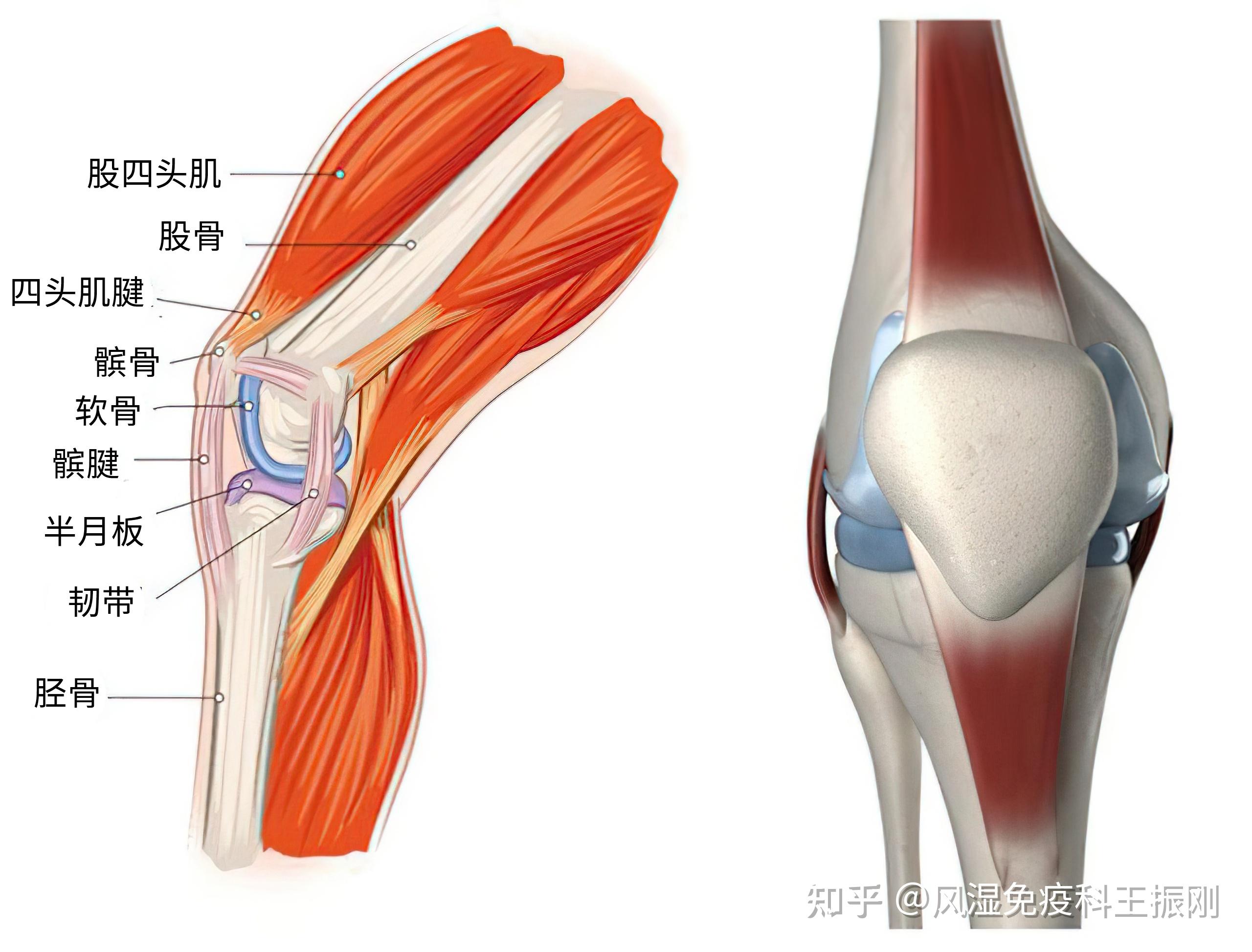 骨關(guān)節(jié)、肌腱和韌帶損傷