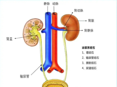 腎、膀胱等泌尿外科疾病